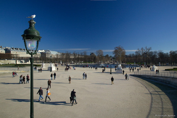 Mouette aux Tuileries