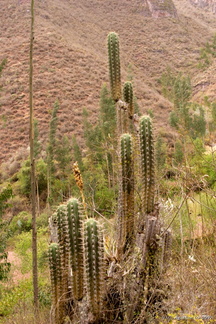 Cactus en altitude