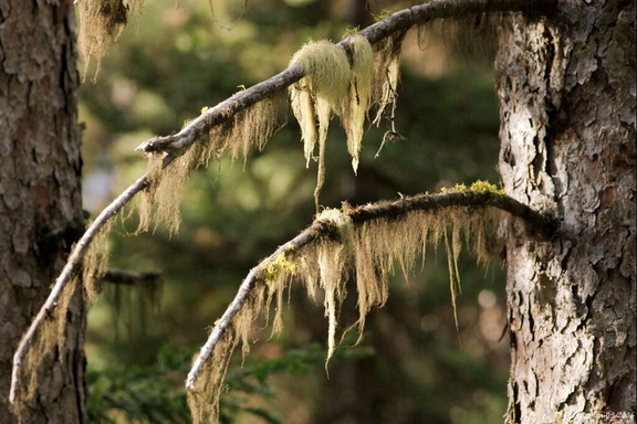 Lichens et mousses