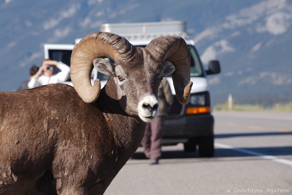 Mouflon sur la Yellowhead Highway