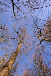 Les arbres montent jusqu'au ciel