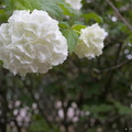 Fleur blanche « pompon »