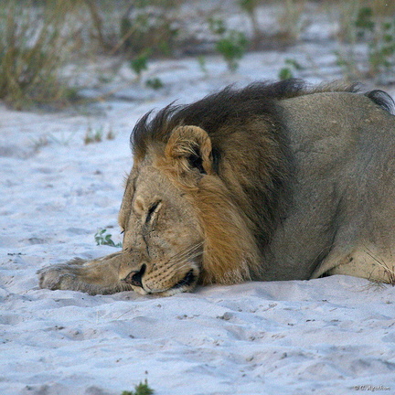Lion endormi