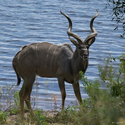 Grand kudu mâle (6)