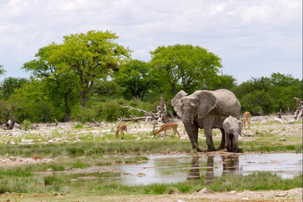 Mère éléphant et son petit au point d'eau