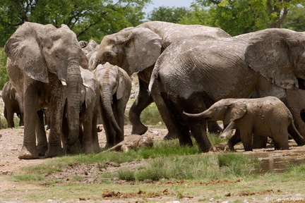Troupe d'éléphants au point d'eau (11)